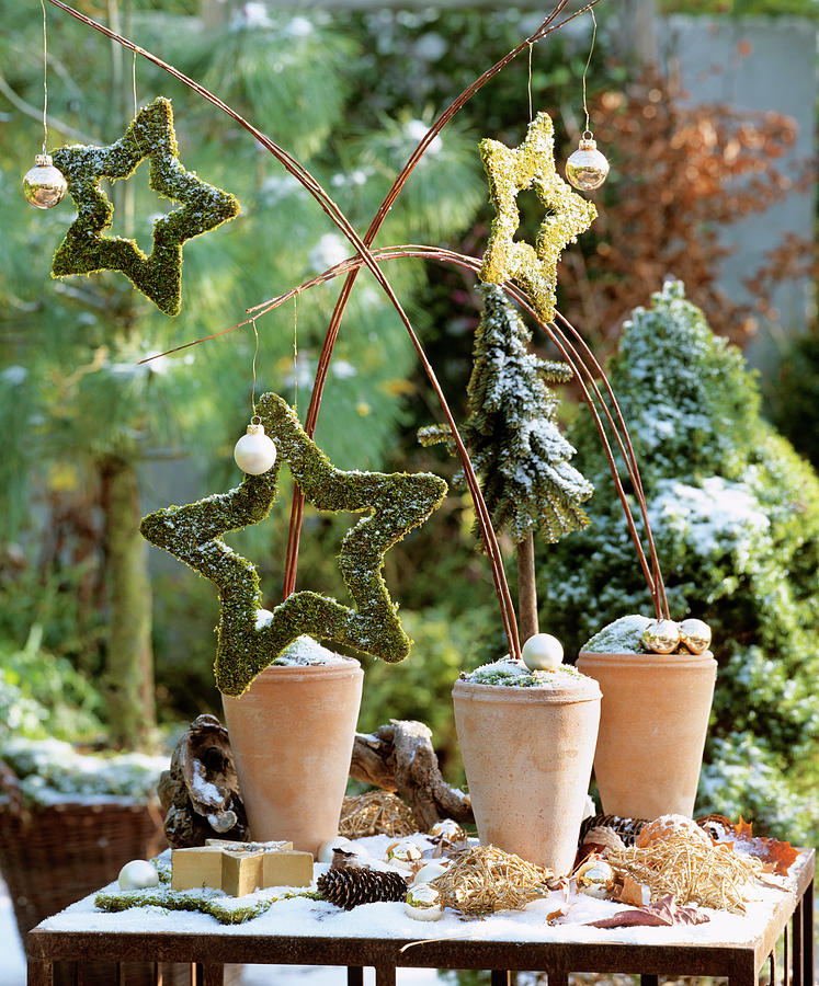 Christmas Arrangement: Terracotta Pots With Moss Stars Photograph by Friedrich Strauss