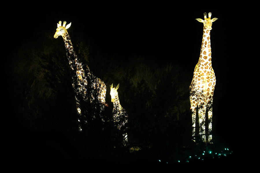 Christmas At The Living Desert Zoo - Giraffe Family Photograph by Colleen Cornelius