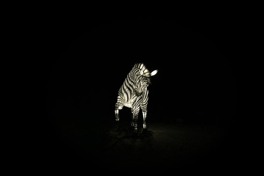 Christmas At The Living Desert Zoo - Zebra Photograph by Colleen Cornelius