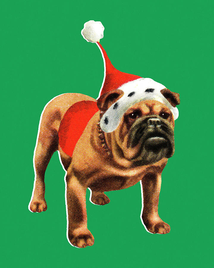 Christmas Drawing - Christmas Bulldog by CSA Images