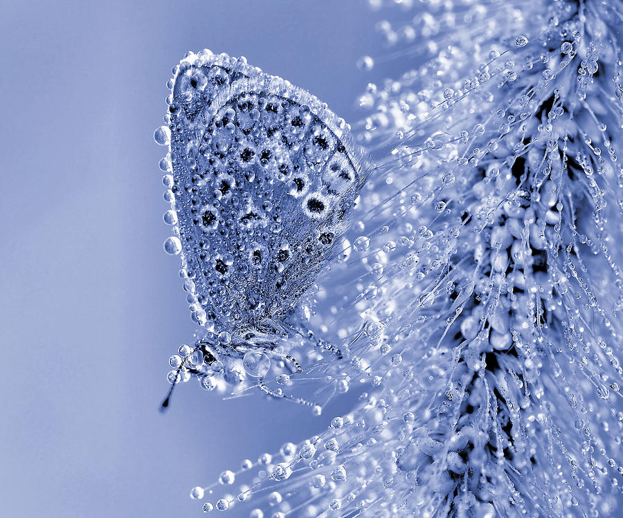 Christmas Butterfly... Photograph by Thierry Dufour