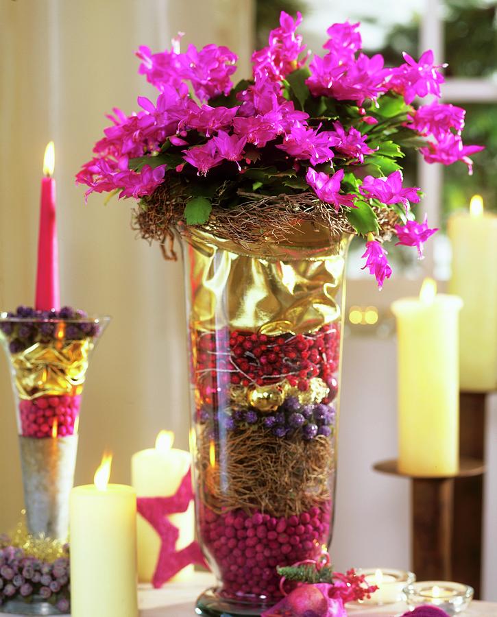 Christmas Cactus In Glass With Christmas Decorations Photograph by ...