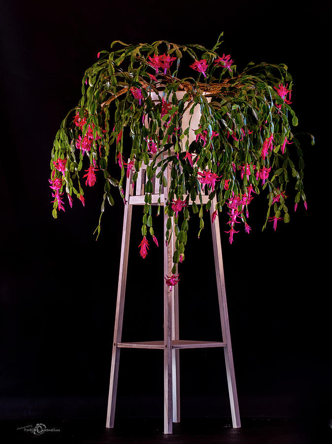 Christmas cactus plant on a pedestal Photograph by Torbjorn Swenelius