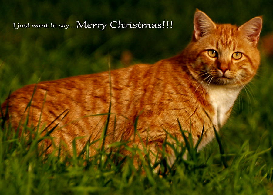 Merry Christmas Cat Photograph by Richard Thomas