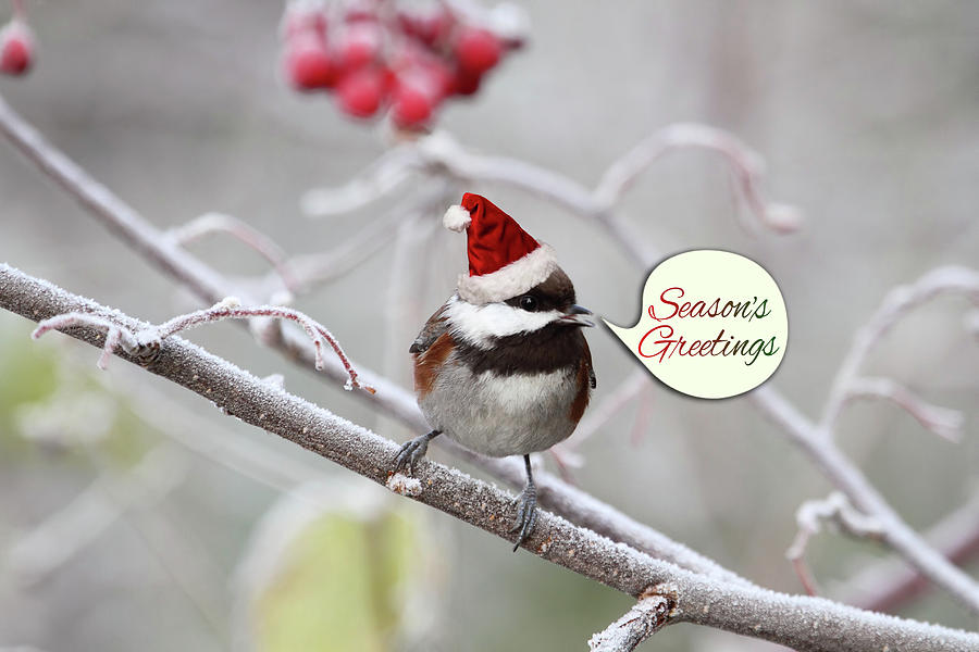 Christmas Chickadee Photograph by Peggy Collins