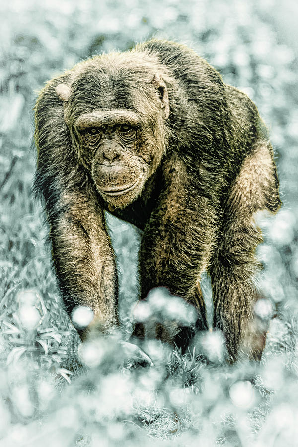 Christmas Chimp by Chris Boulton Christmas Chimp by Chris Boulton