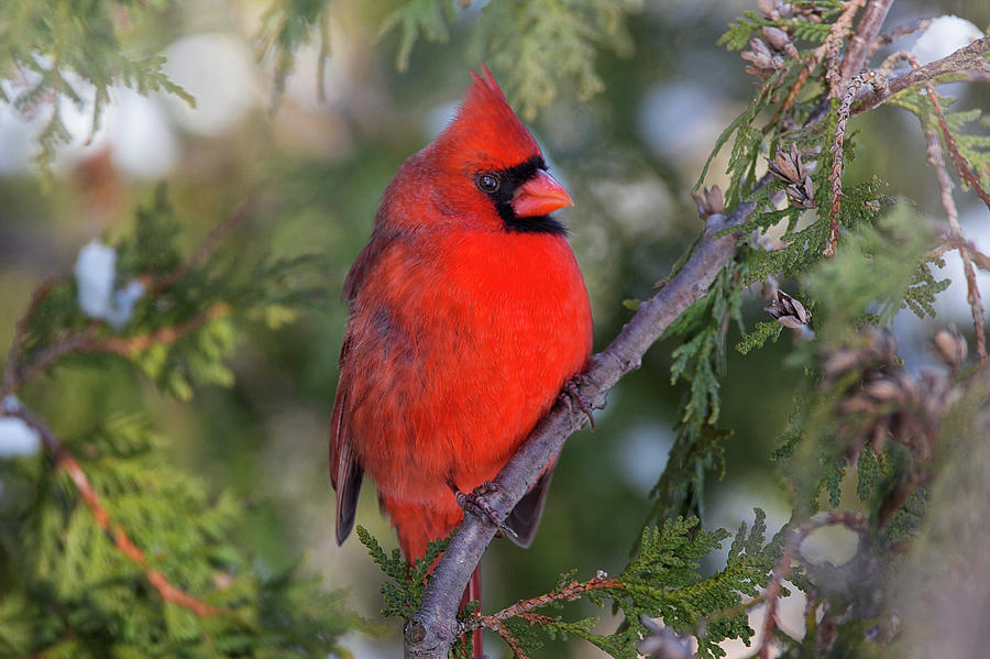 Cardinal Photograph - Christmas Colours - Northern Cardinal - Cardinalis cardinalis by Spencer Bush