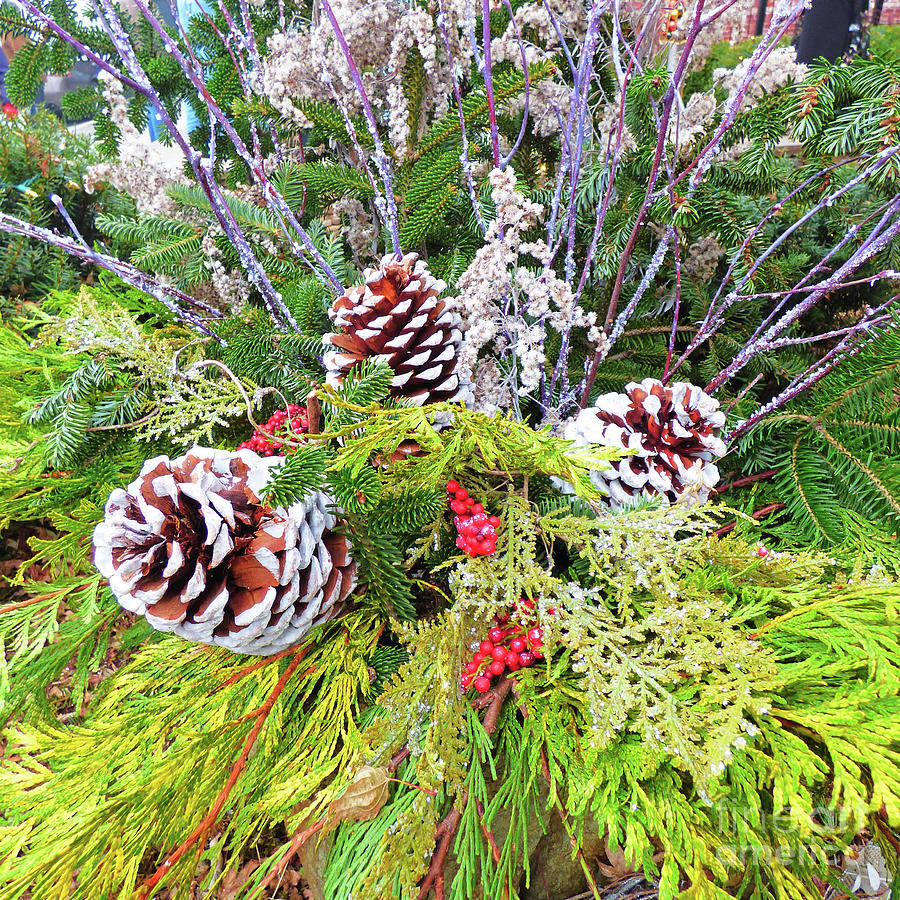 Christmas Cones Photograph by Sharon Williams Eng