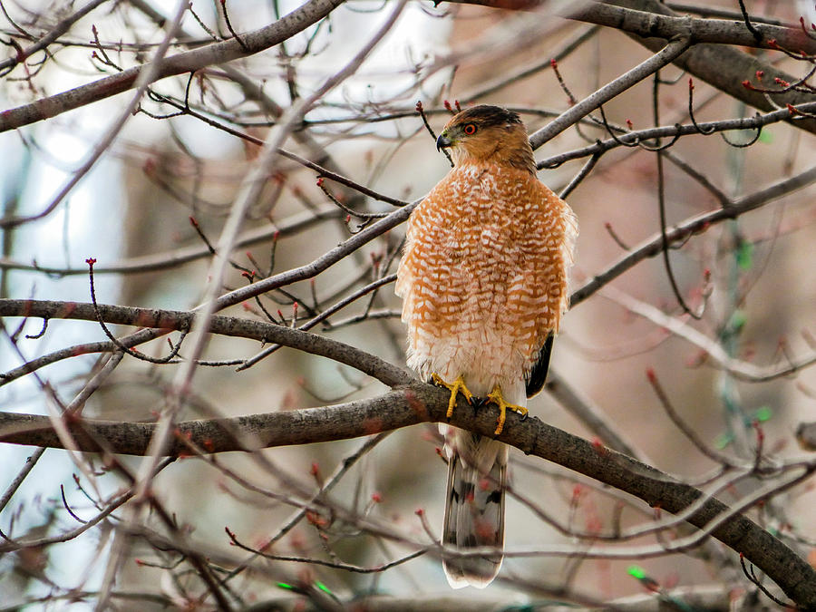 Christmas Coopers Hawk Photograph by Todd Bannor