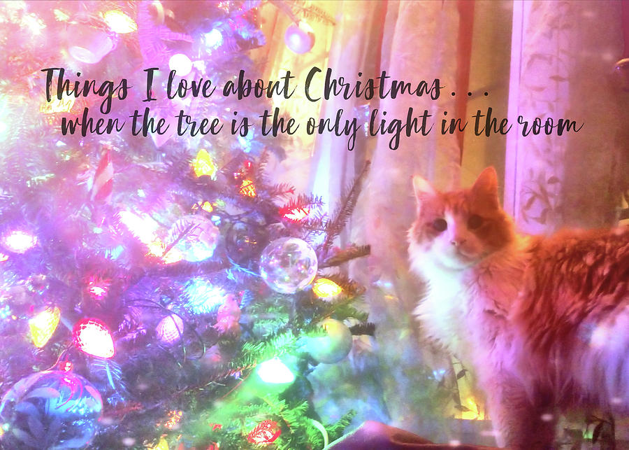 CHRISTMAS CUTIE quote Photograph by Jamart Photography