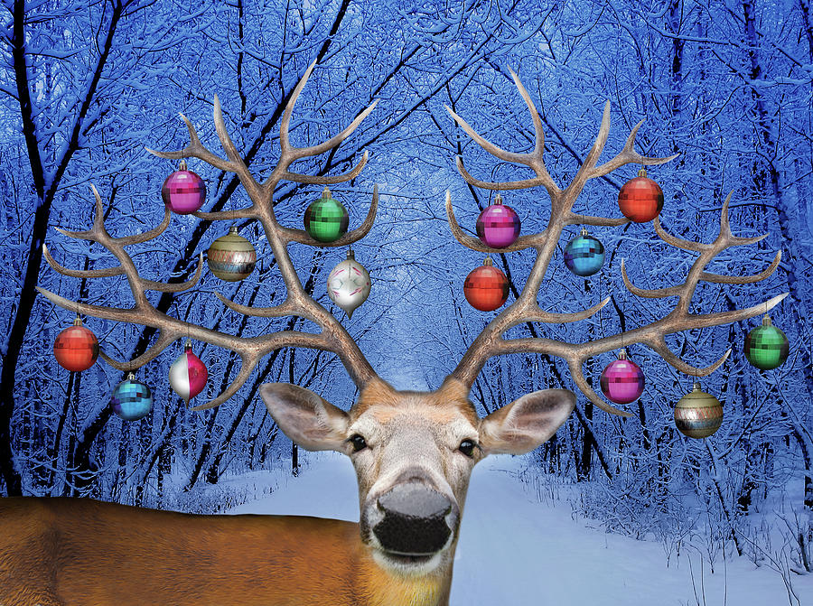 Animal Photograph - Christmas Deer by J Hovenstine Studios