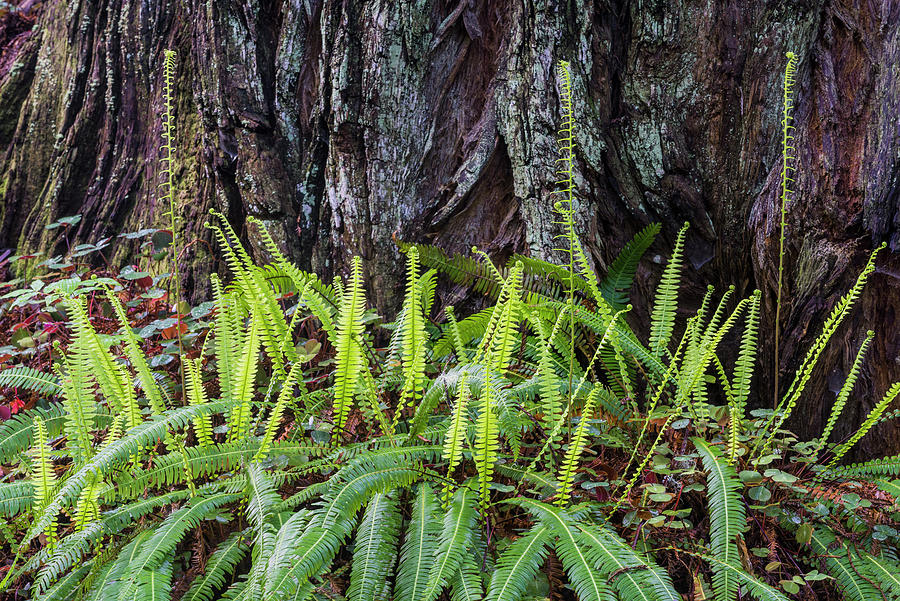 Christmas Fern In Redwood Natl Park Photograph by Jeff Foott