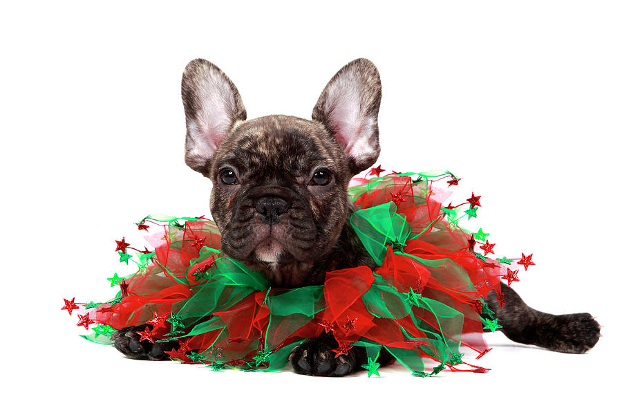 Christmas Frenchie Puppy Photograph by Mlorenzphotography