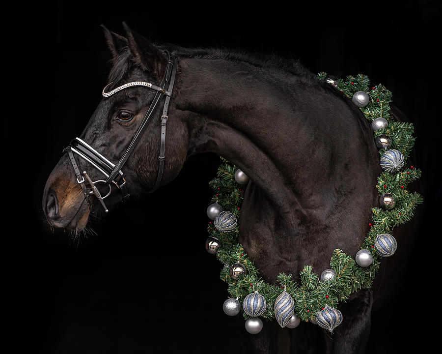Christmas Photograph - Christmas Horse by Ulrike Leinemann