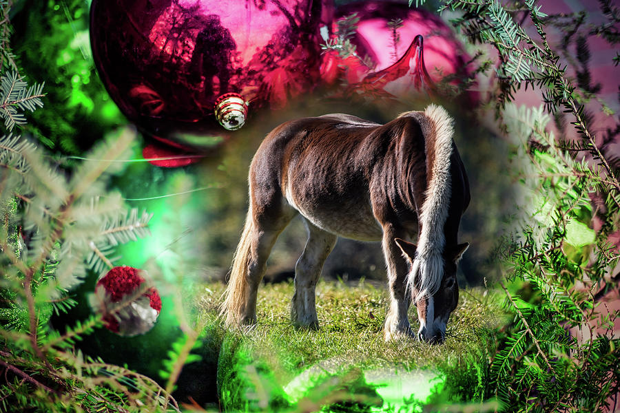 Christmas Horse Photograph by Bill Chizek