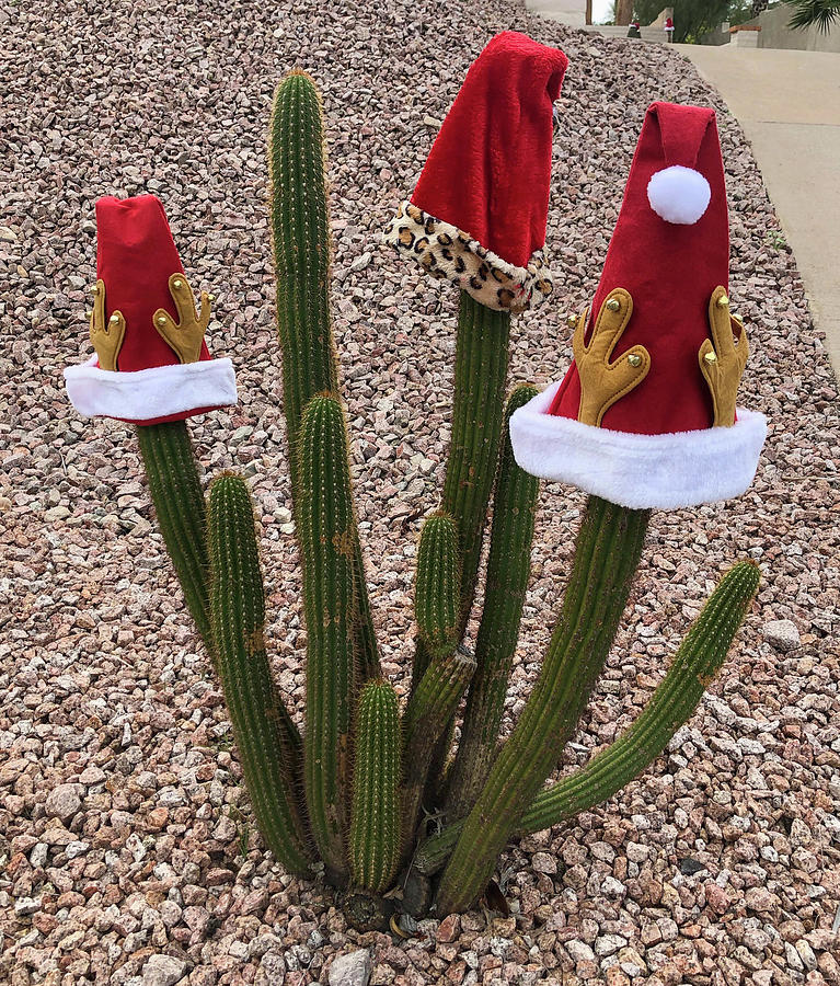Christmas cactuses in Arizona Photograph by Nicole Zenhausern