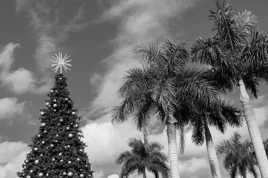 Christmas in Paradise Photograph by Robert Wilder Jr