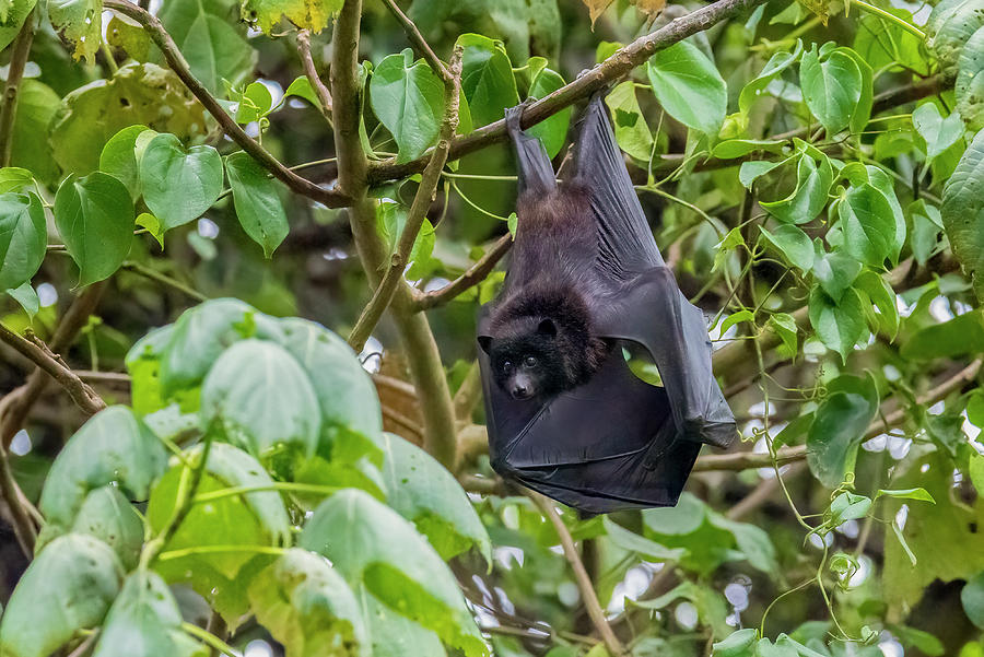 Christmas Island Flying Fox Roosting In Coastal Tree Photograph by ...