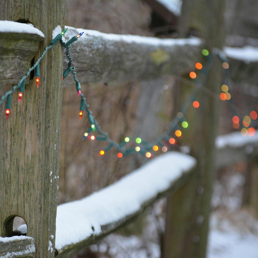 Christmas Lights on the Fence Photograph by Forest Floor Photography