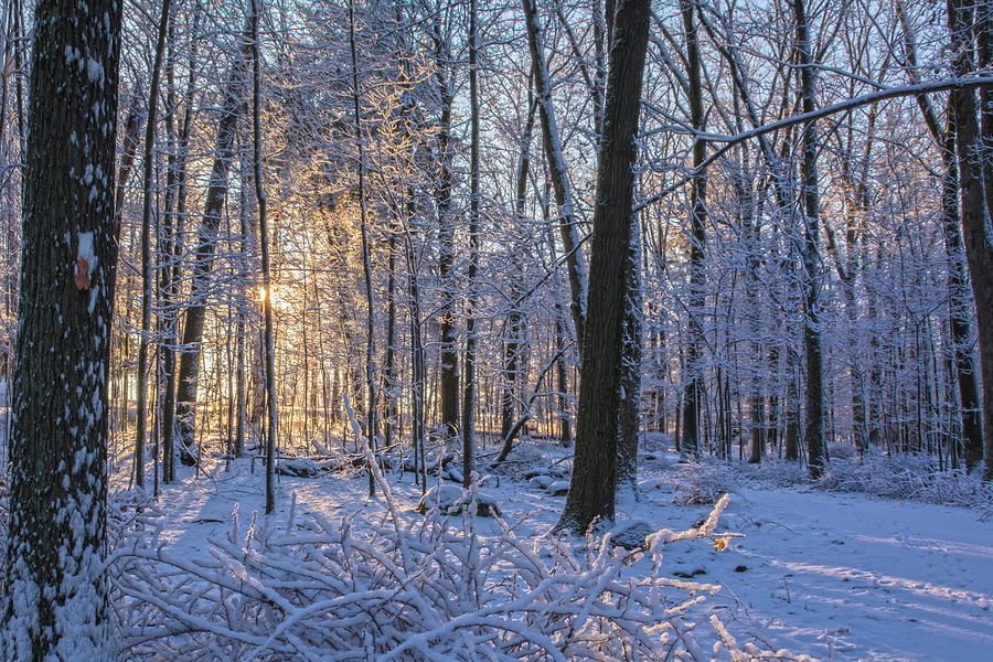 Christmas Morning Forest Photograph by Angelo Marcialis