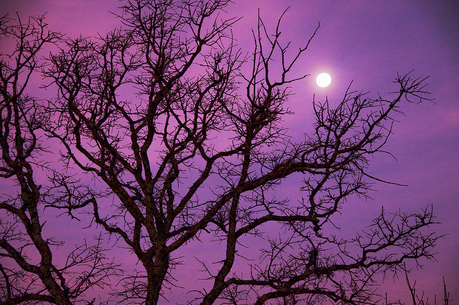 Nature Photograph - Christmas Morning Moon by Jeff R Clow
