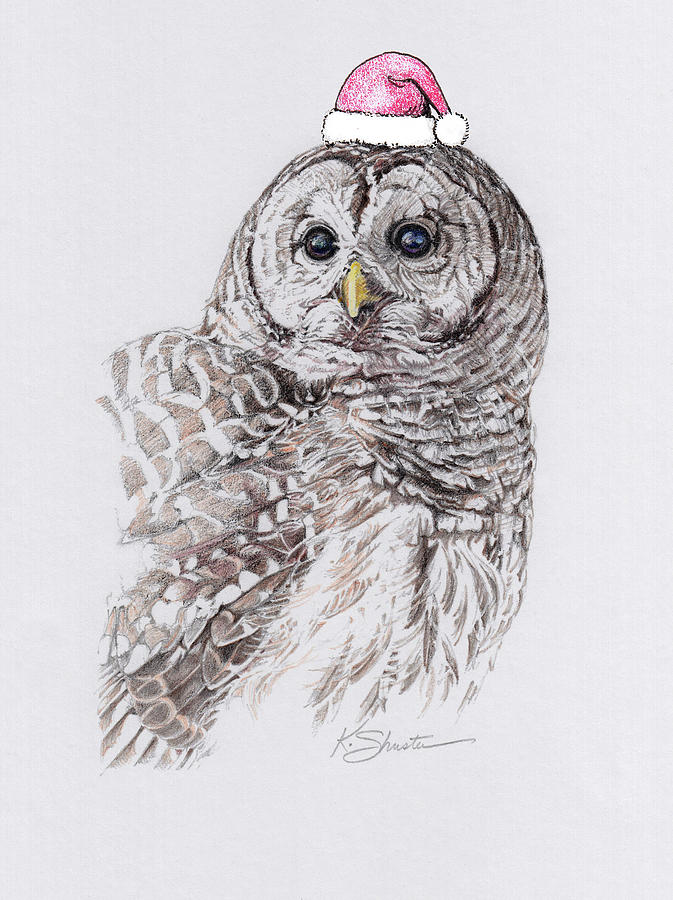 Christmas Owl Drawing by Kathy Shuster Fine Art America
