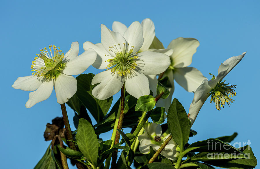 Christmas Rose (helleborus Niger) Flowers Photograph by Ian Gowland/science Photo Library