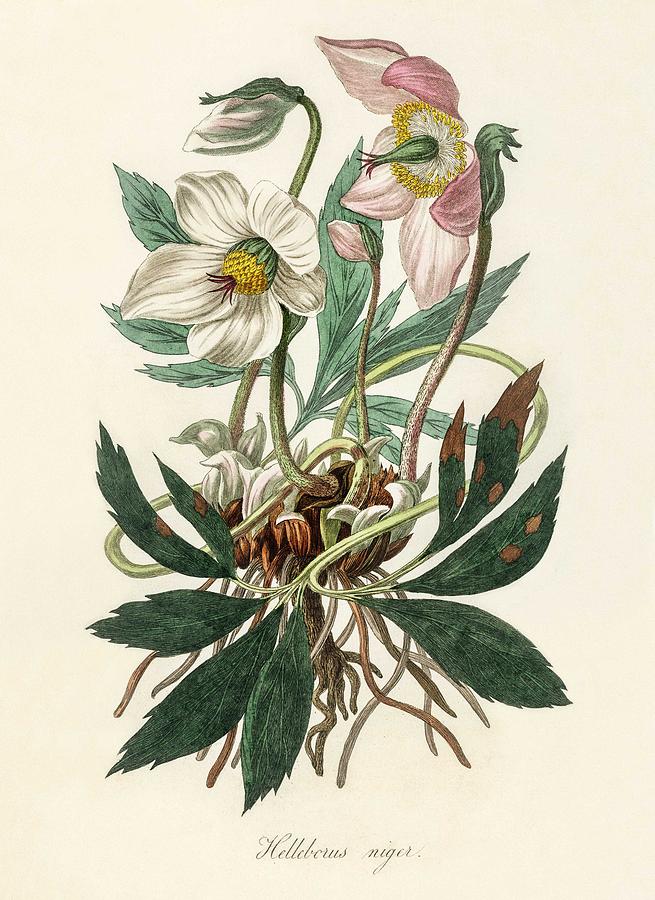 Download Christmas Rose Helleborus Niger Illustration From Medical Botany 1836 By John Stephenson And Jam Painting By Celestial Images PSD Mockup Templates