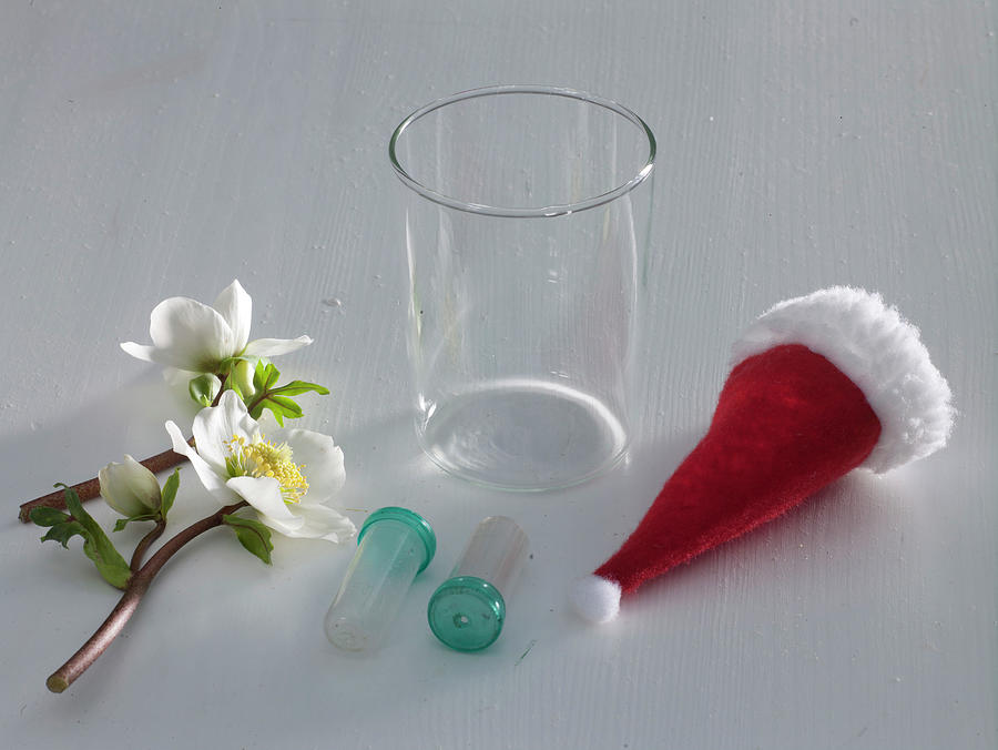 Christmas Rose In Santa Hat Photograph by Friedrich Strauss