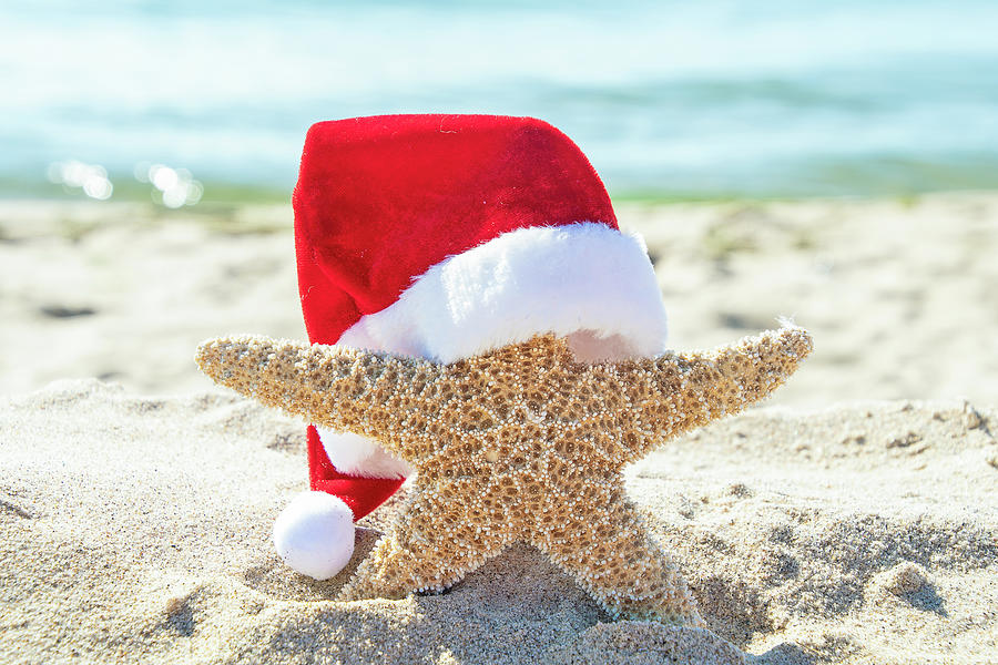 Christmas Sea Star Photograph by Maria Dryfhout - Fine Art America