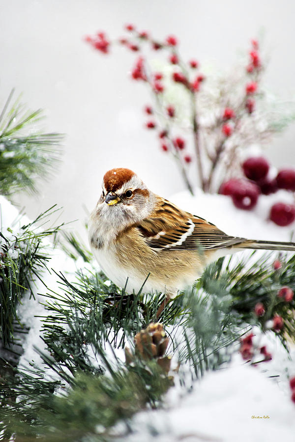 Sparrow Photograph - Christmas Sparrow by Christina Rollo