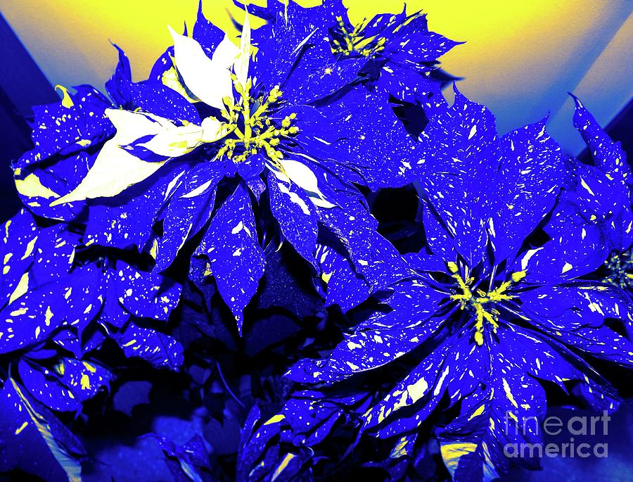 Christmas Speckled Poinsettias with a Blue Yellow and White Effect Photograph by Rose Santuci-Sofranko