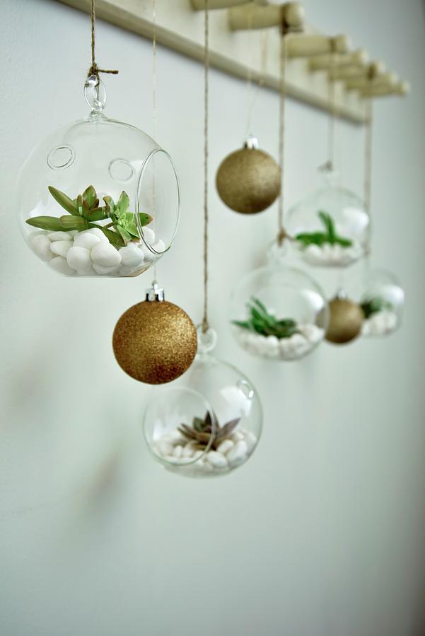 Christmas Tree Baubles And Succulents In Miniature Terrariums Hung From Coat Pegs Photograph by Great Stock!