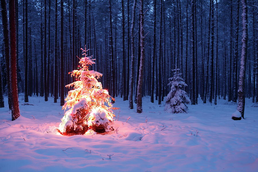 Christmas Tree Photograph by Dariuszpa