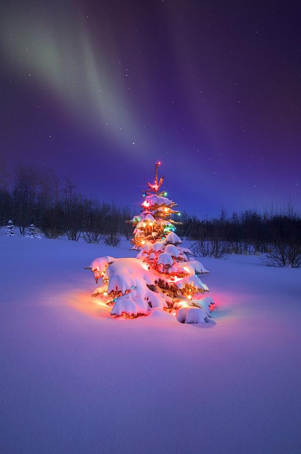 Christmas Tree Glowing Under The Photograph by Design Pics/carson Ganci