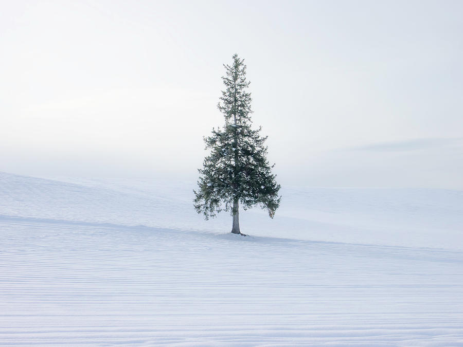 Christmas Tree Photograph by Haruna