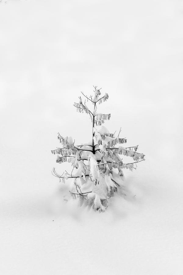 Oh Christmas tree by Alessandra RC Oh Christmas tree by Alessandra RC