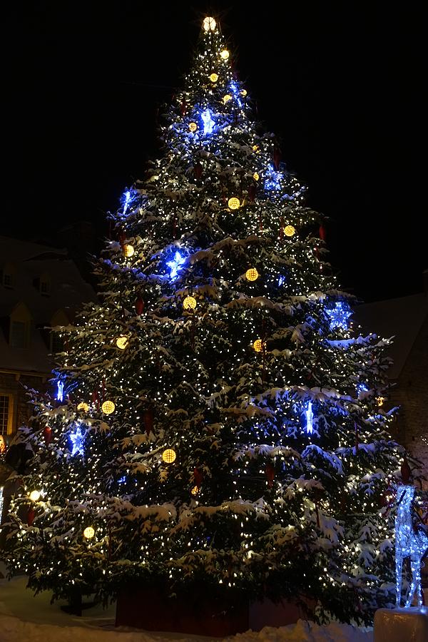 Christmas Tree in Quebec City Photograph by Patricia Caron