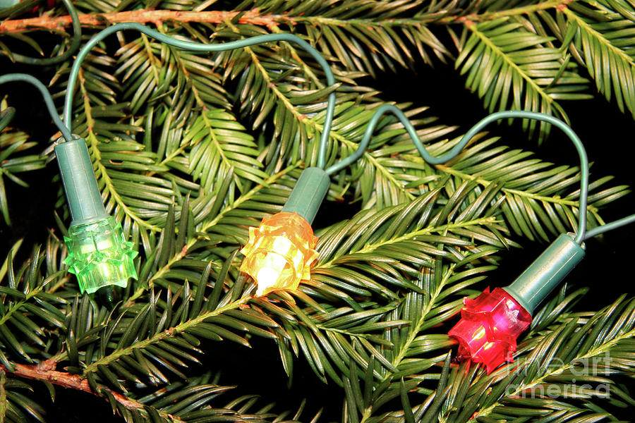 Christmas Tree Lights Photograph by Cordelia Molloy/science Photo ...