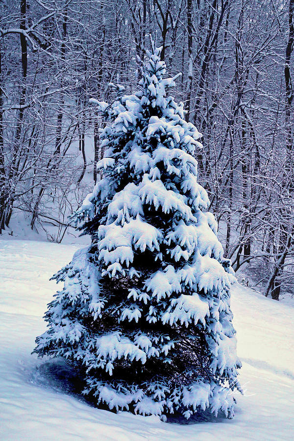 Christmas Tree Photograph by Meta Gatschenberger