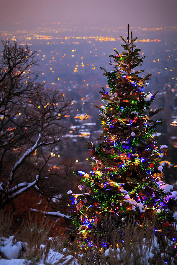 Christmas Tree Trail Photograph by Gina Gardner Pixels
