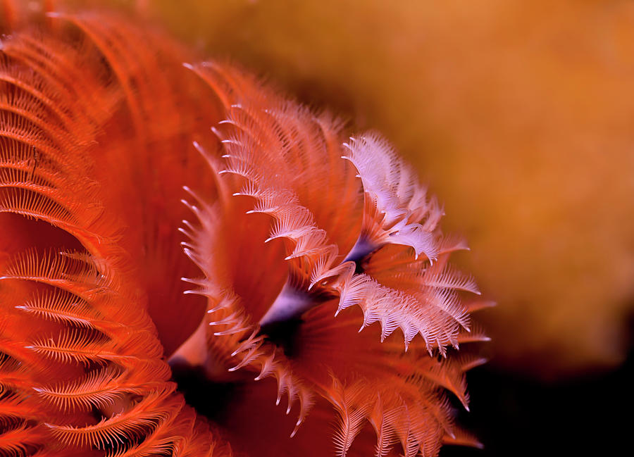 Christmas Tree Tube Worm Spirobranchus Photograph by Beth Watson - Pixels