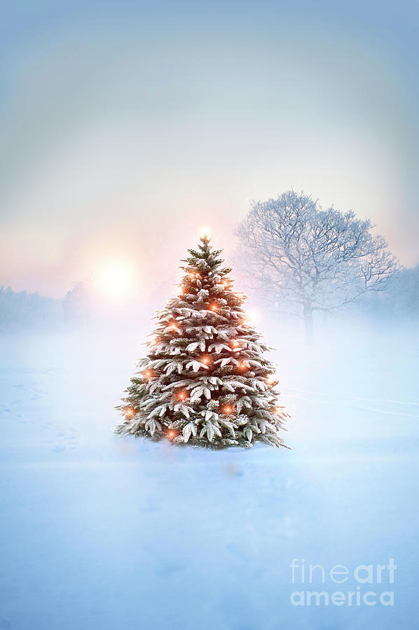 Christmas Tree With Fairy Lights Outside In Fallen Snow At Sunse Photograph by Lee Avison