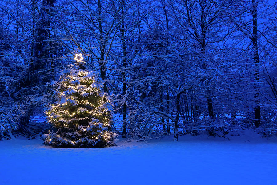 Christmas Tree With Lights In The Snow by Frankvandenbergh