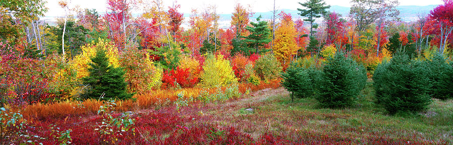 Christmas Trees And Fall Colors Photograph by Panoramic Images
