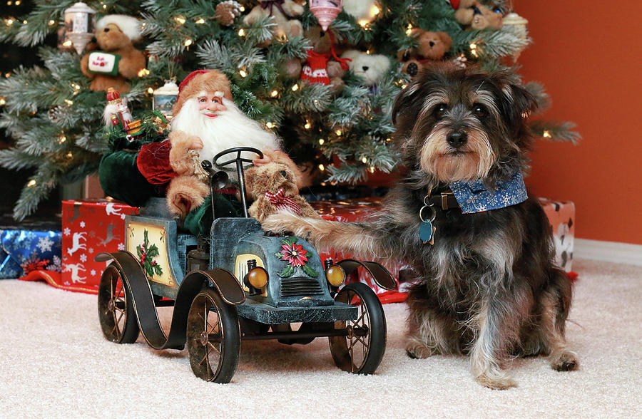 Christmas with Koby Photograph by Kim Mobley Christmas with Koby Photograph by Kim Mobley