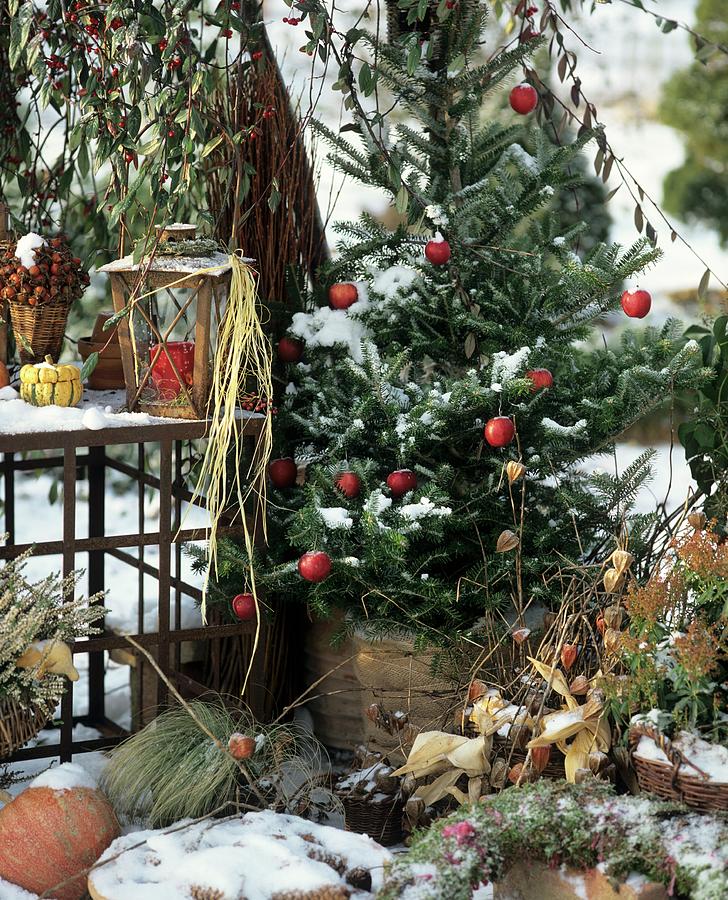 Christmassy Fir Tree With Apples On Terrace Photograph by Friedrich Strauss