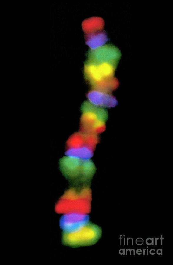 Chromosomal Rainbow Photograph by (c) Regents Of Univ. Of California [2005]/dr Uli Weier/science Photo Library