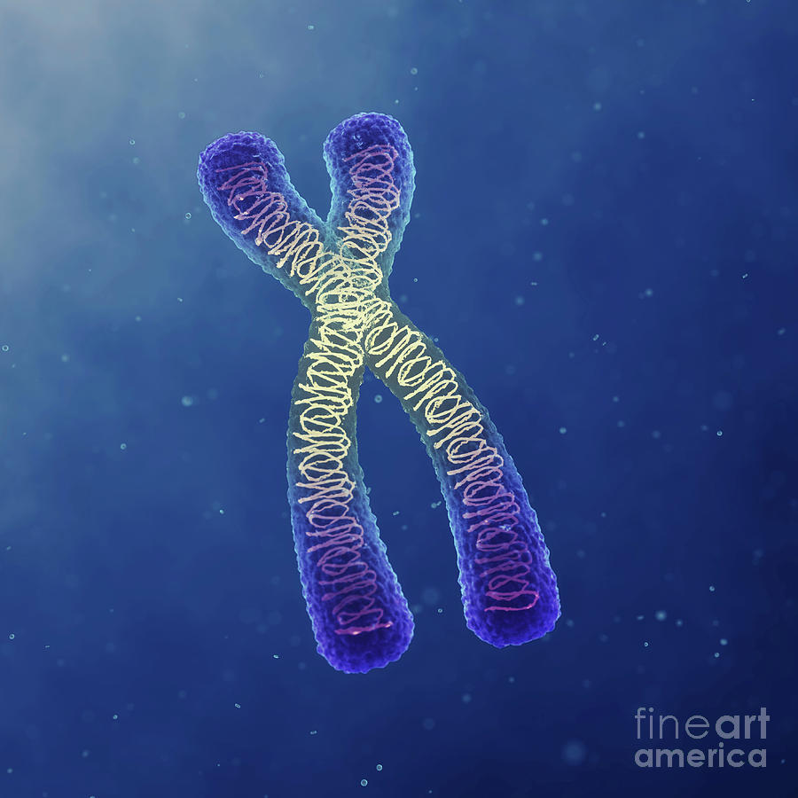 Спираль хромосомы