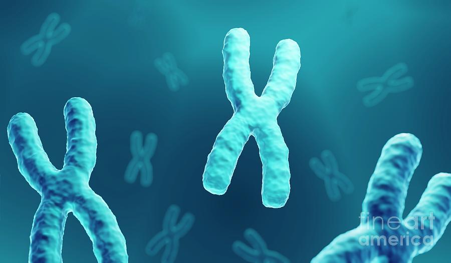 Chromosomes Photograph By Artur Plawgo Science Photo Library Pixels 0841